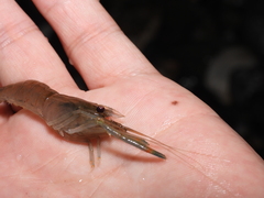 Macrobrachium asperulum