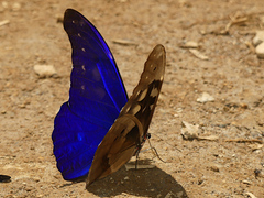 Morpho rhetenor