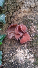 Auricularia fuscosuccinea