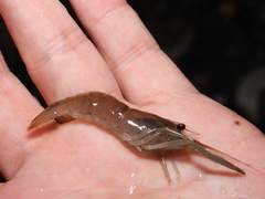 Macrobrachium asperulum