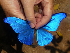 Morpho rhetenor