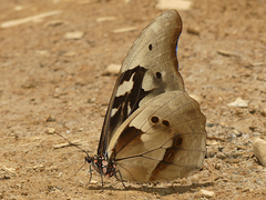 Morpho rhetenor