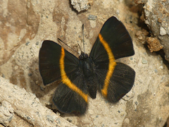 Parcella amarynthina
