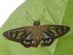 Phanus vitreus