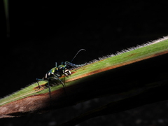 Cosmodela batesi