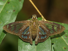 Phanus vitreus