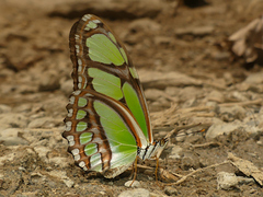 Philaethria dido