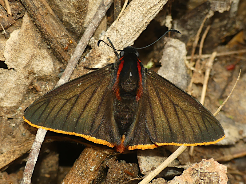 Pyrrhopyge telassina
