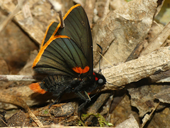 Pyrrhopyge telassina