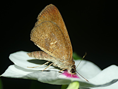 Synapte malitiosa