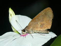 Synapte malitiosa