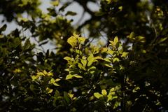 Cryptocarya transvaalensis