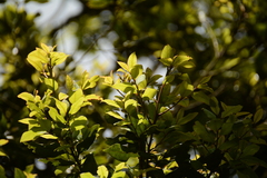 Cryptocarya transvaalensis