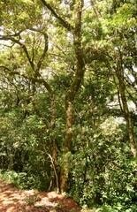 Cryptocarya transvaalensis