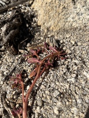 Portulaca halimoides