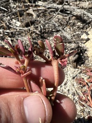 Portulaca halimoides