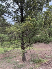 Callitris glaucophylla