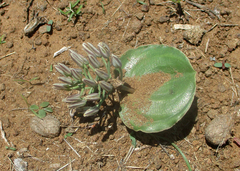 Eriospermum currorii