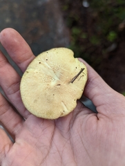 Chalciporus piperatus