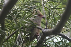 Urocolius indicus transvaalensis