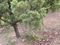 Callitris glaucophylla