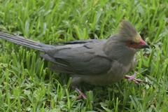 Urocolius indicus transvaalensis