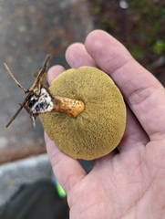 Chalciporus piperatus