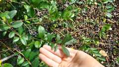 Ligustrum