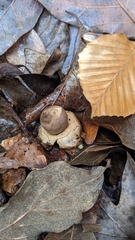 Geastrum triplex