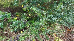 Ligustrum