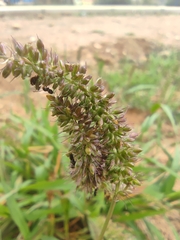Setaria adhaerens