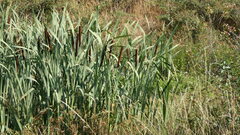 Typha × glauca