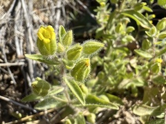 Mimetanthe pilosa