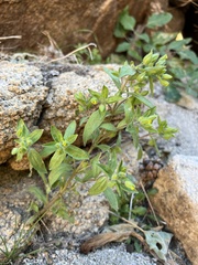 Mimetanthe pilosa