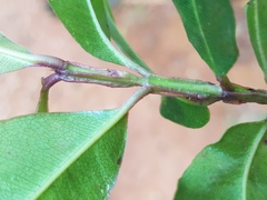 Syzygium gerrardii