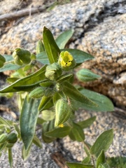 Mimetanthe pilosa