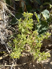Mimetanthe pilosa