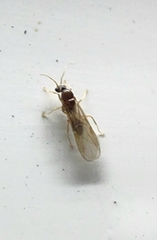 Formicinae