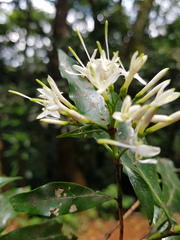 Pavetta inandensis