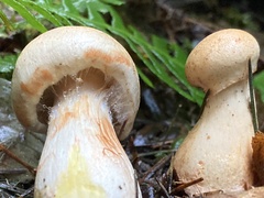 Cortinarius rubiginosus