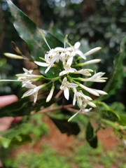 Pavetta inandensis