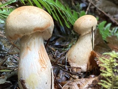Cortinarius rubiginosus