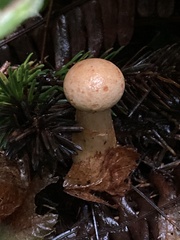 Cortinarius rubiginosus