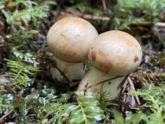 Cortinarius rubiginosus