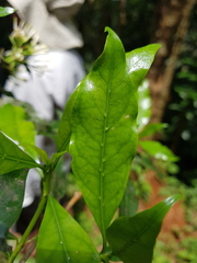 Pavetta inandensis