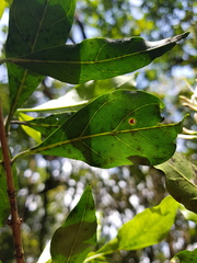 Pavetta inandensis