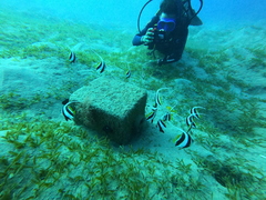 Heniochus diphreutes