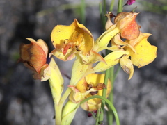 Pterygodium acutifolium