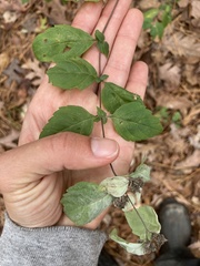 Pycnanthemum