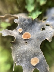 Peltigera polydactylon